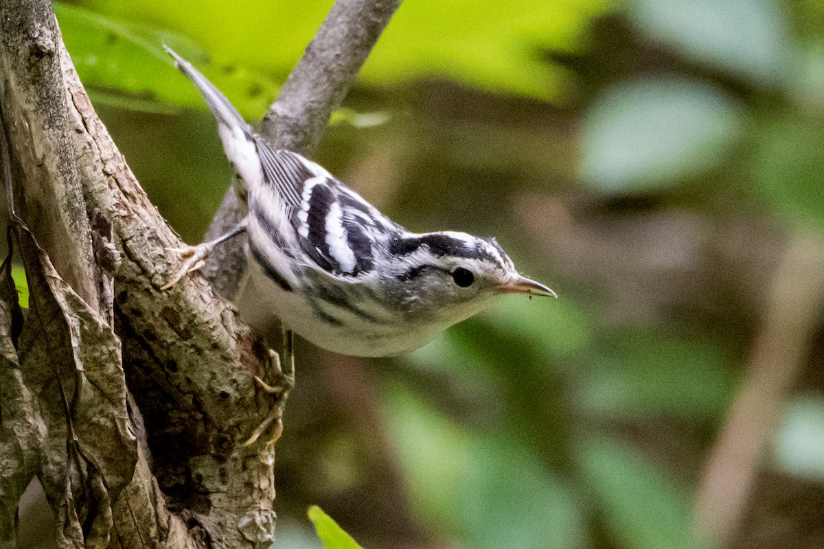 Black-and-white Warbler - Sue Barth