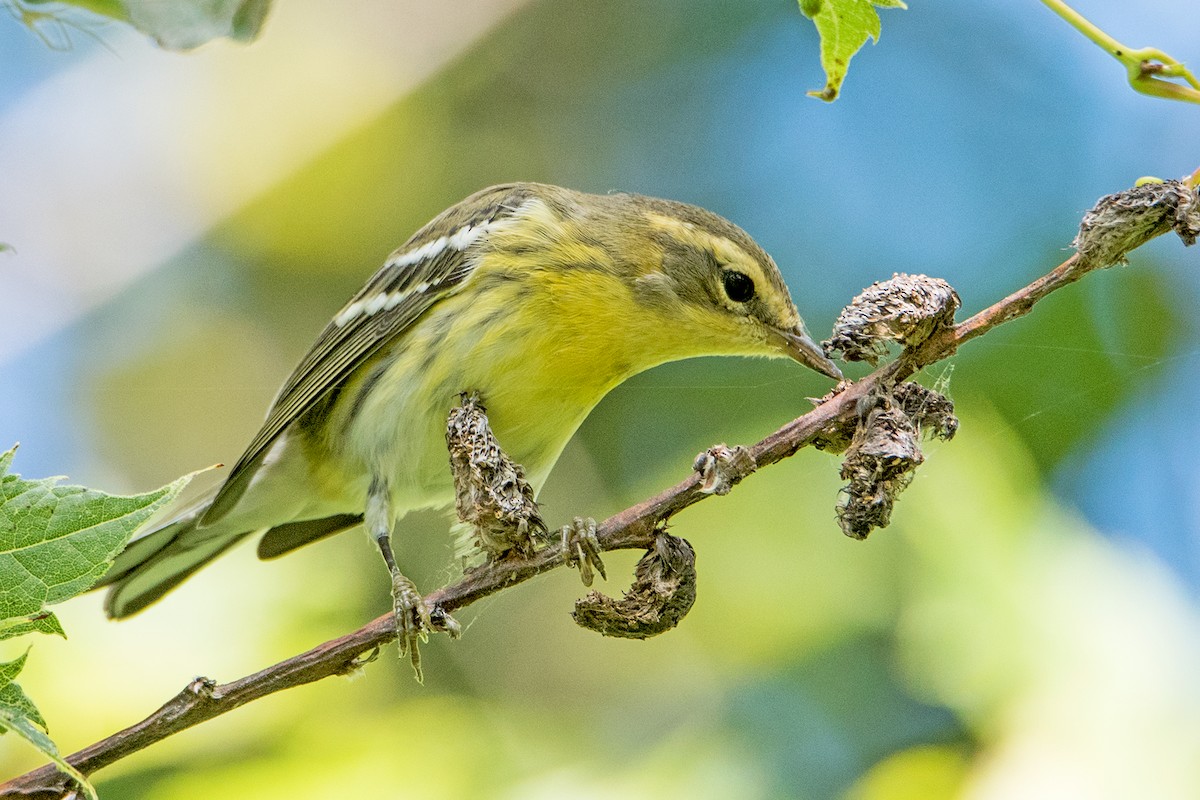 Blackburnian Warbler - Sue Barth