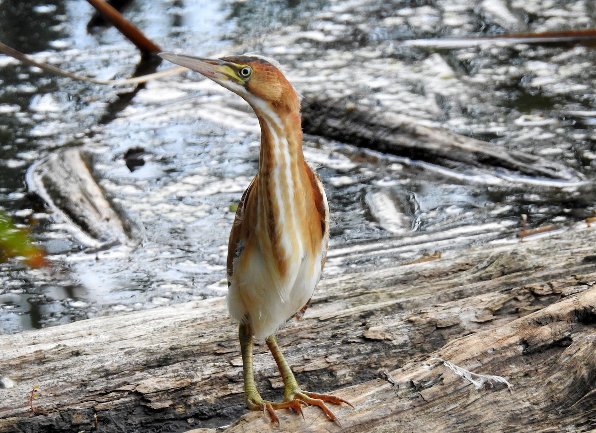 Least Bittern - shelley seidman