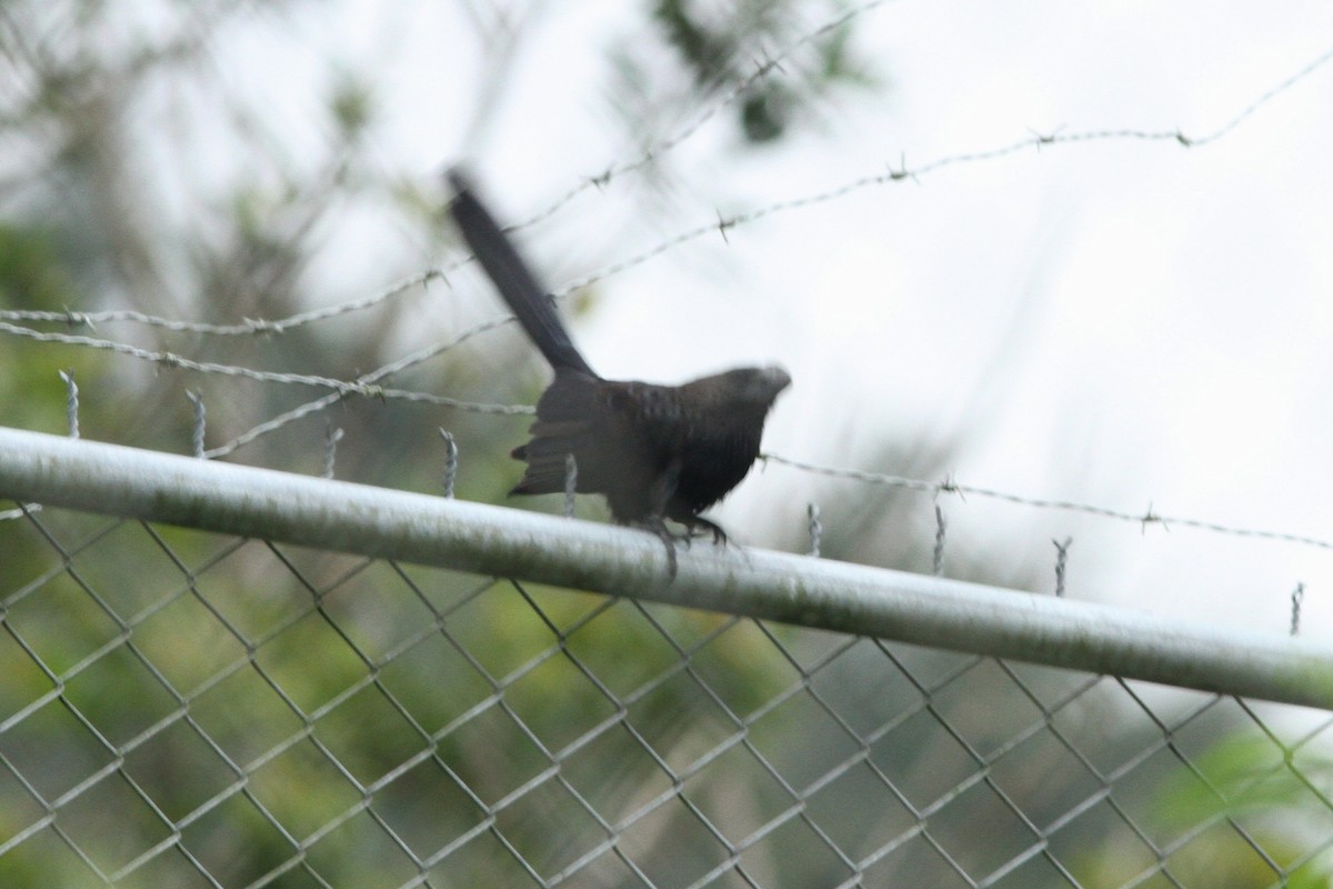 ani tlustozobá - ML173769201