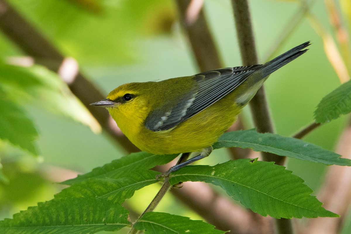 Blue-winged Warbler - Sue Barth