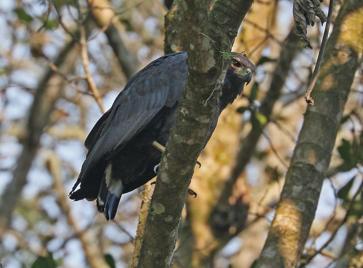 Solitary Eagle - Charlotte Byers