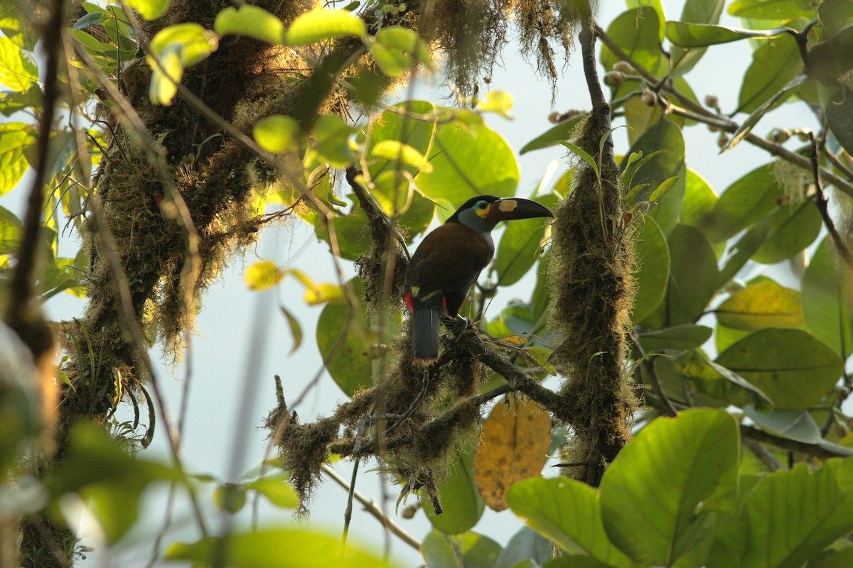 tukan modroprsý - ML173771761