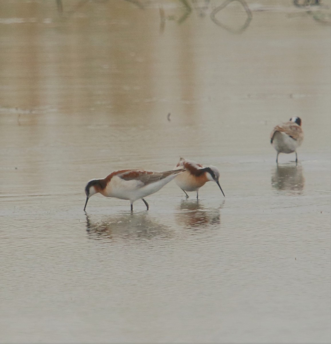 Wilson's Phalarope - ML173772011