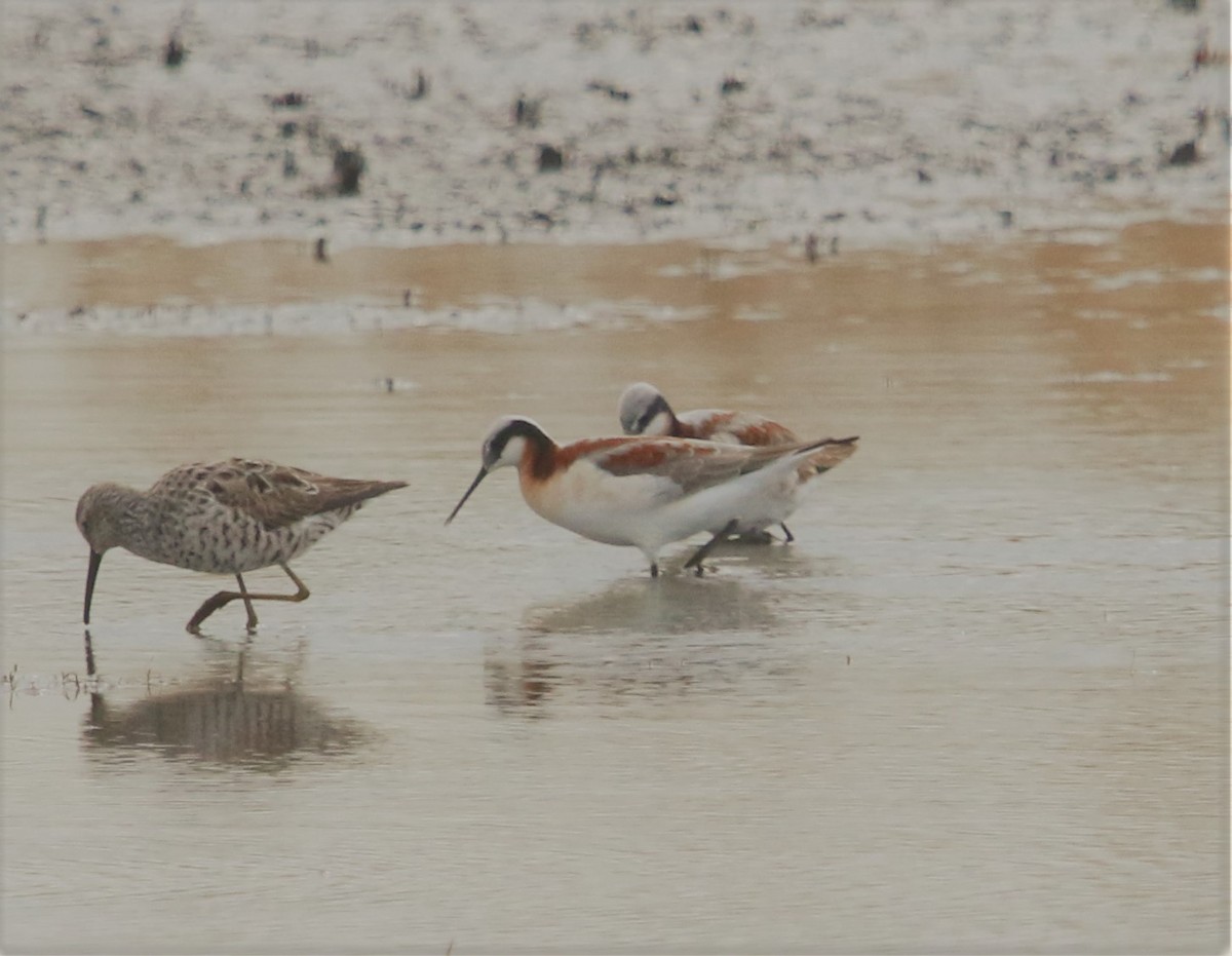 Wilson's Phalarope - ML173772021