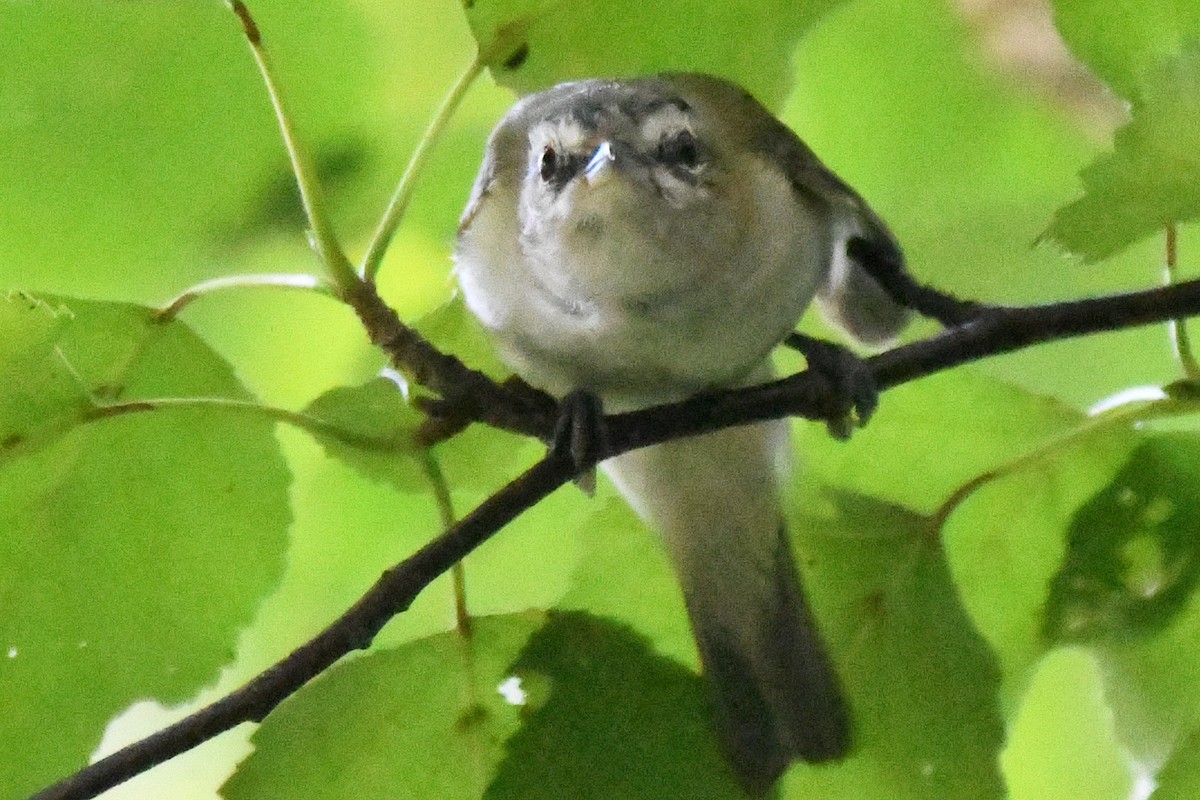 Viréo aux yeux rouges - ML173772281