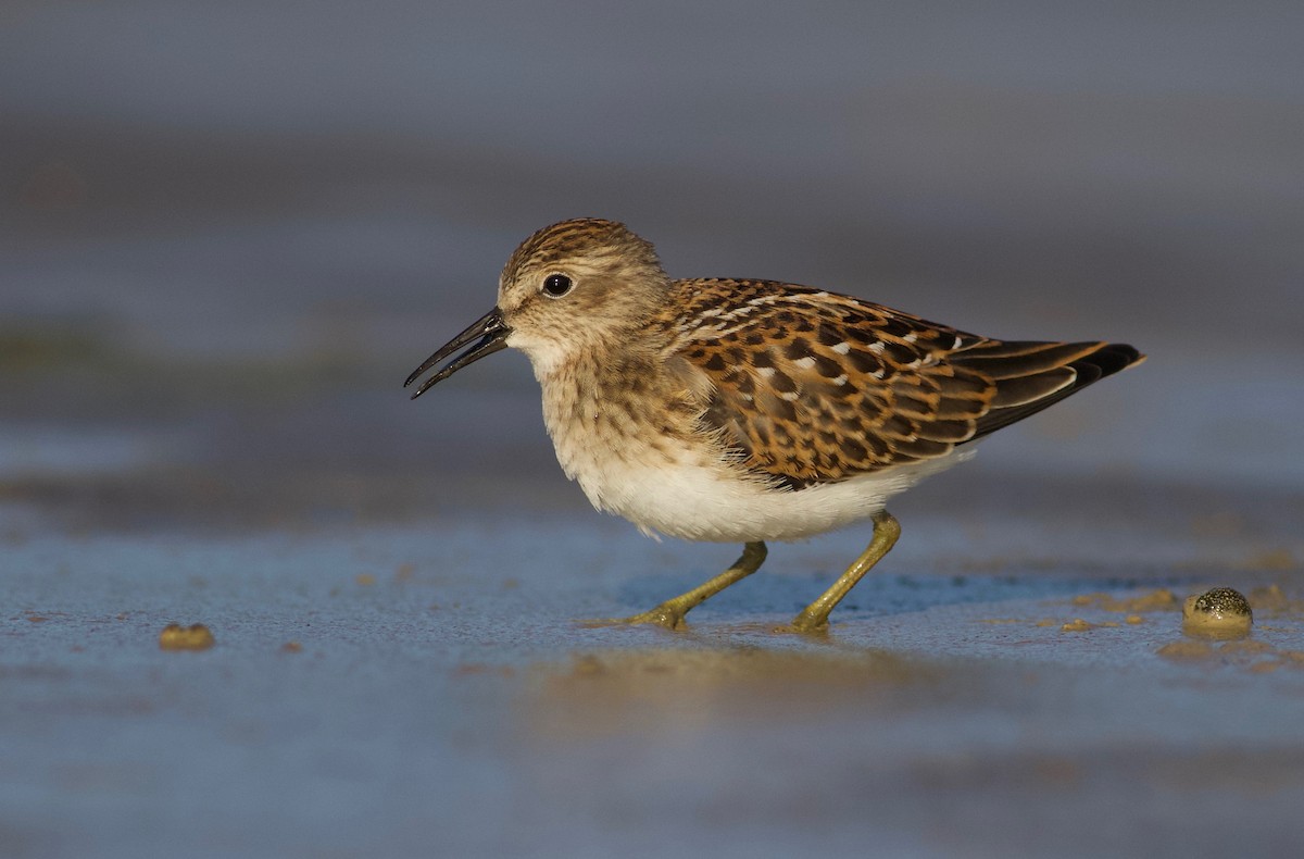 Least Sandpiper - ML173773021