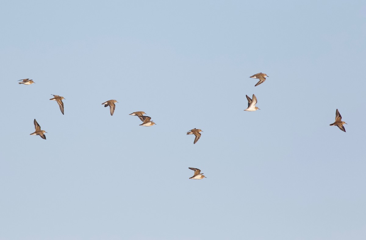 Least Sandpiper - Iain Fleming