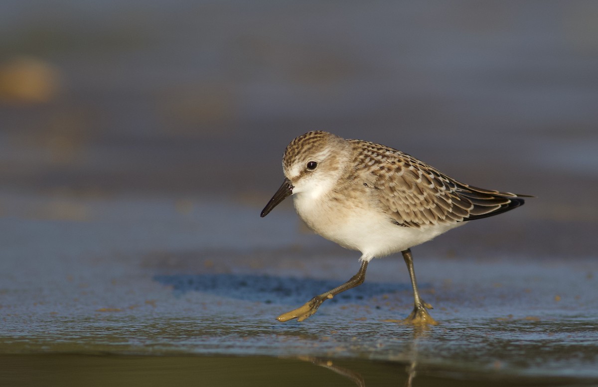 Semipalmated Sandpiper - ML173773331