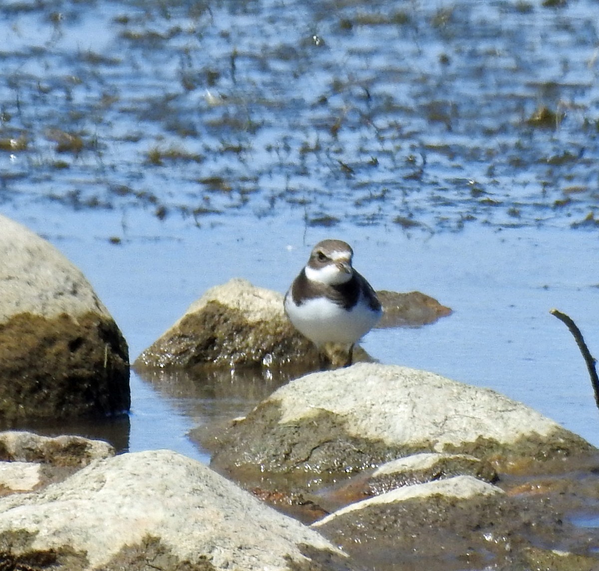 Semipalmated Plover - ML173773731