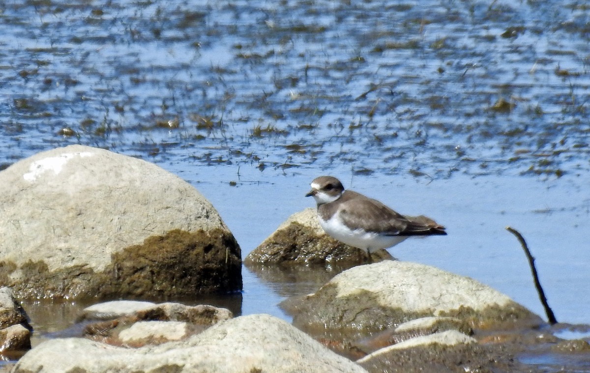 Semipalmated Plover - ML173773761