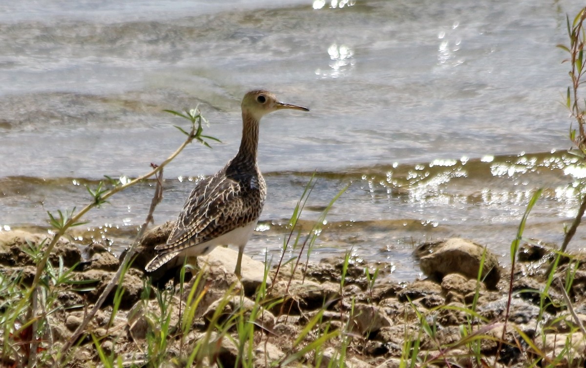 Upland Sandpiper - Cory  Norris