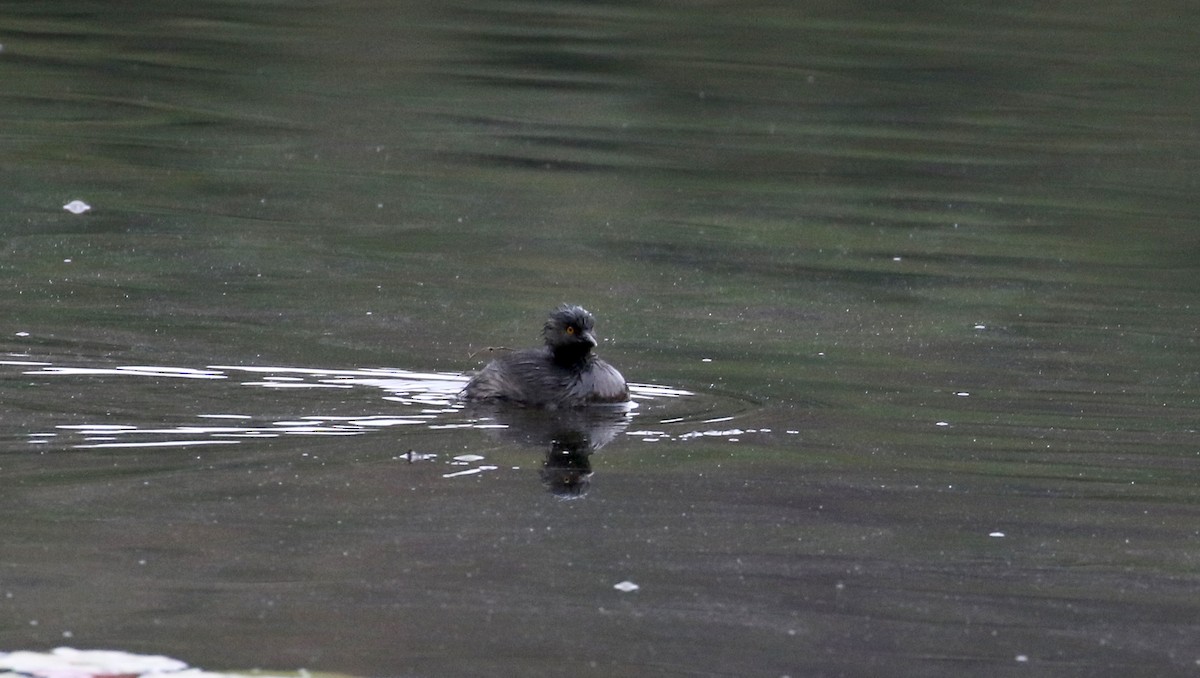 Least Grebe - ML173774681