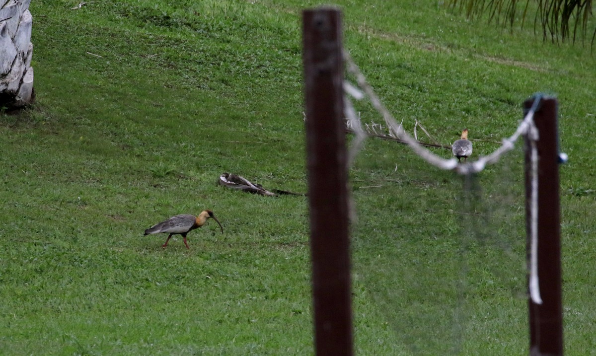 Buff-necked Ibis - ML173775371