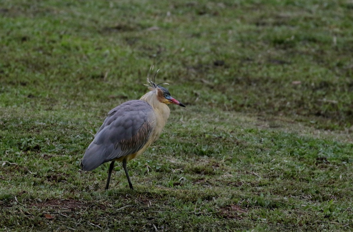 Whistling Heron - ML173775401