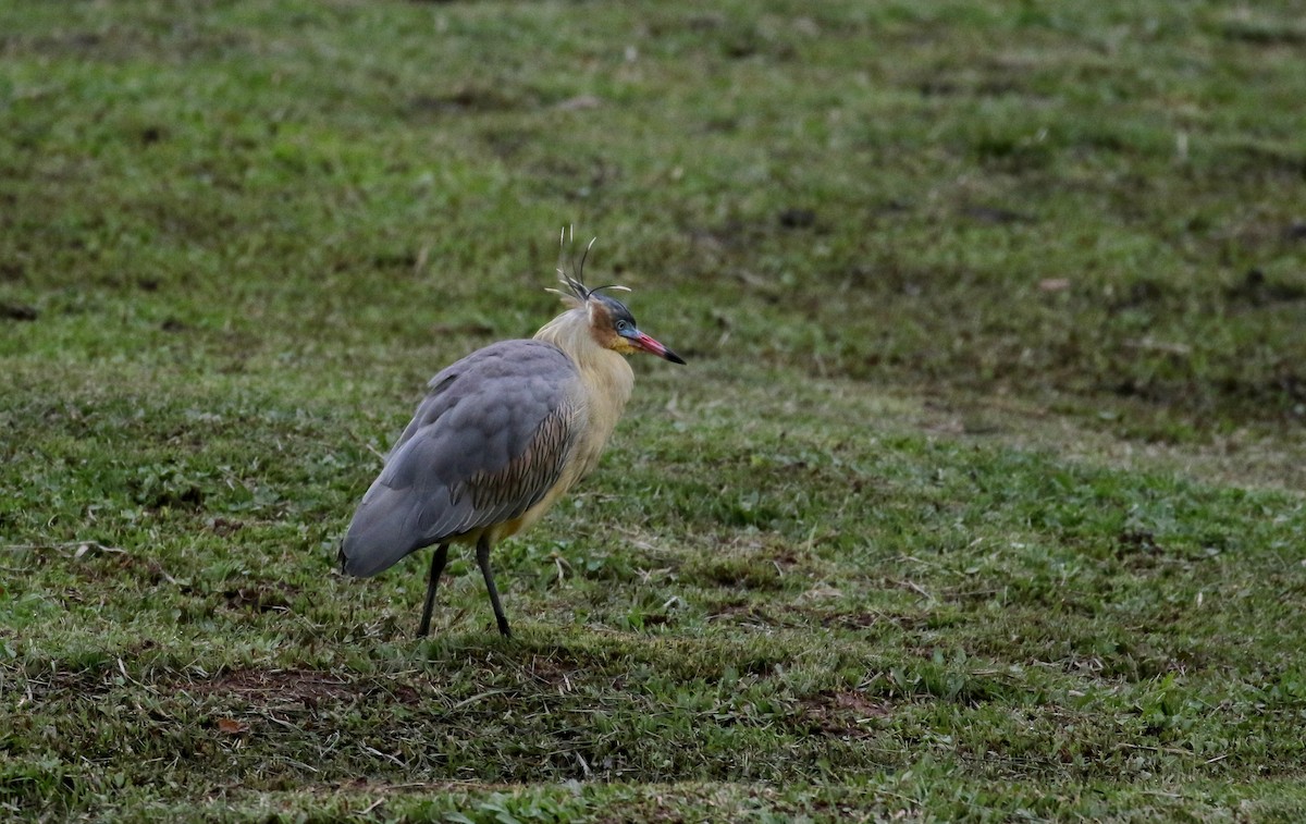 Whistling Heron - ML173775411