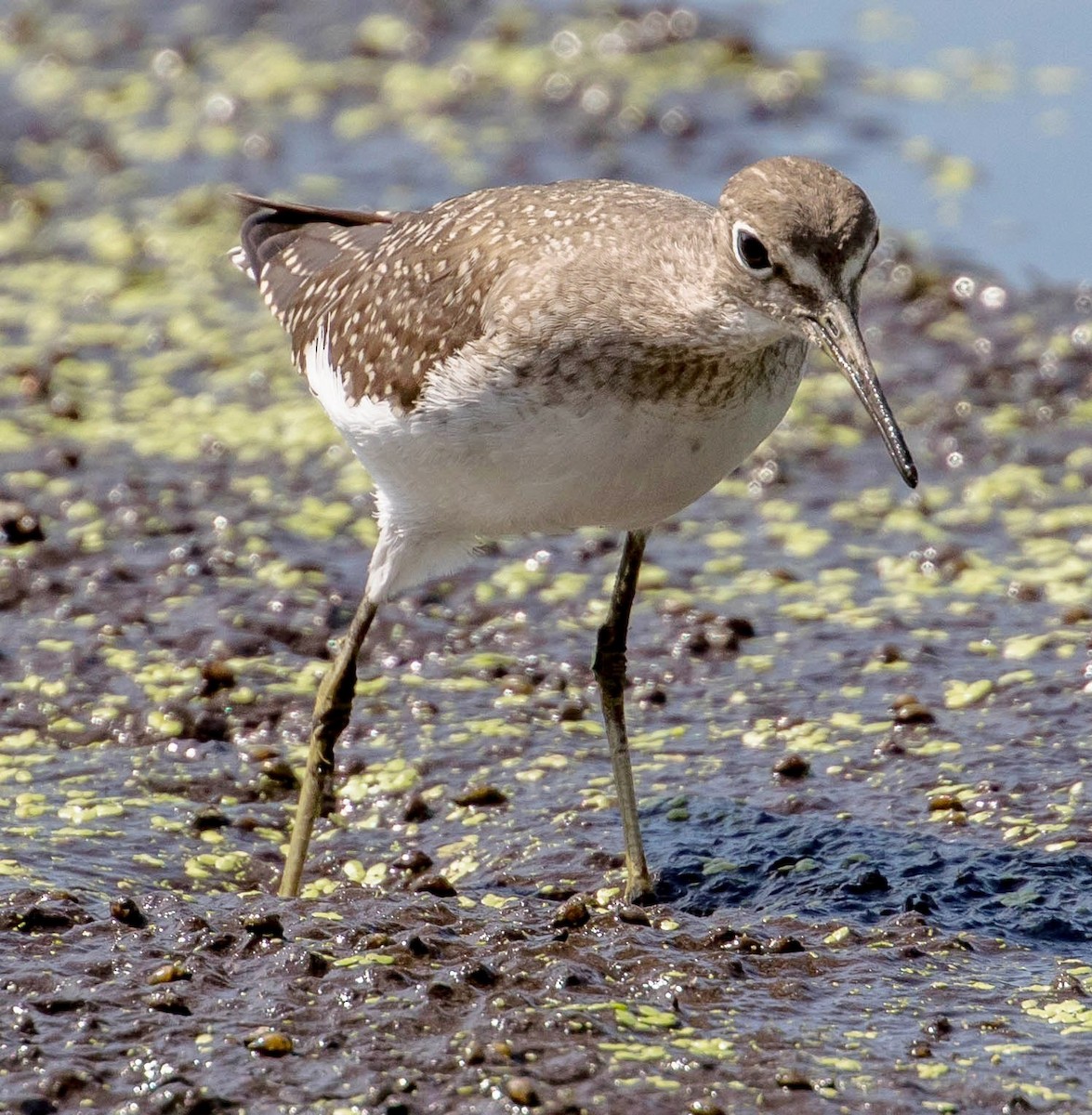 Solitary Sandpiper - Robert Bochenek