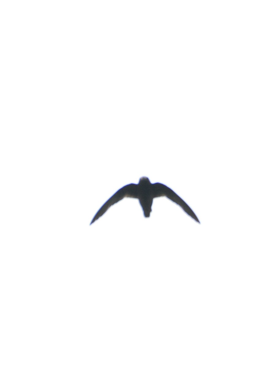 Spot-fronted Swift - ML173777221