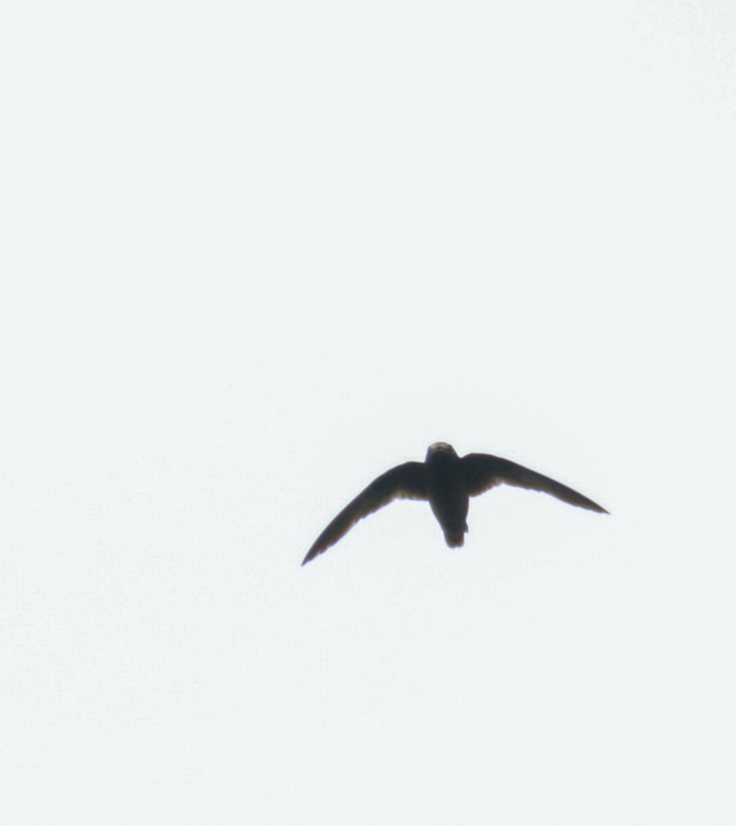Spot-fronted Swift - ML173777231