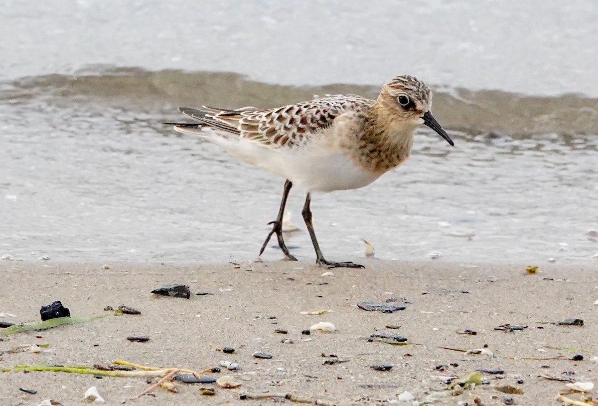 Baird's Sandpiper - Gale VerHague