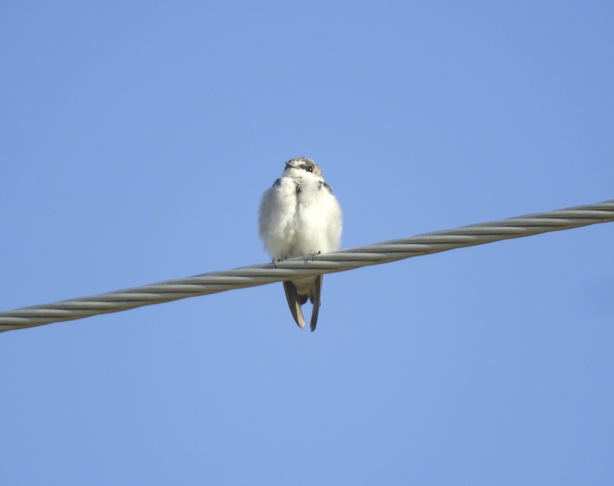 Mangrove Swallow - Karla Treinen