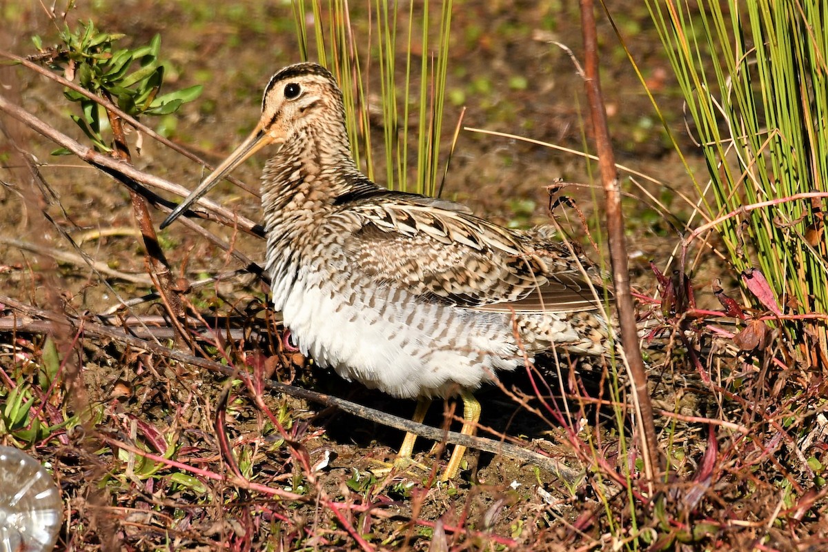 Latham's Snipe - ML173782341