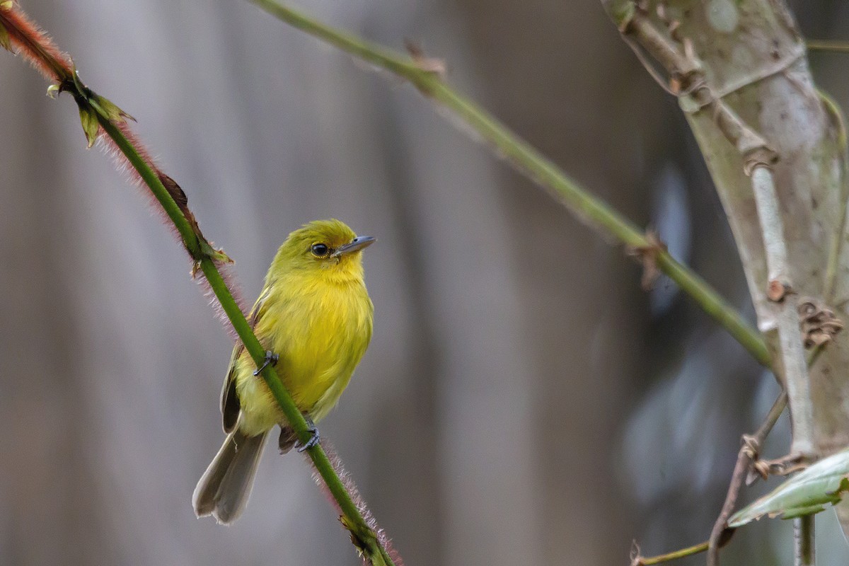 Ochre-lored Flatbill - Gabriel Bonfa