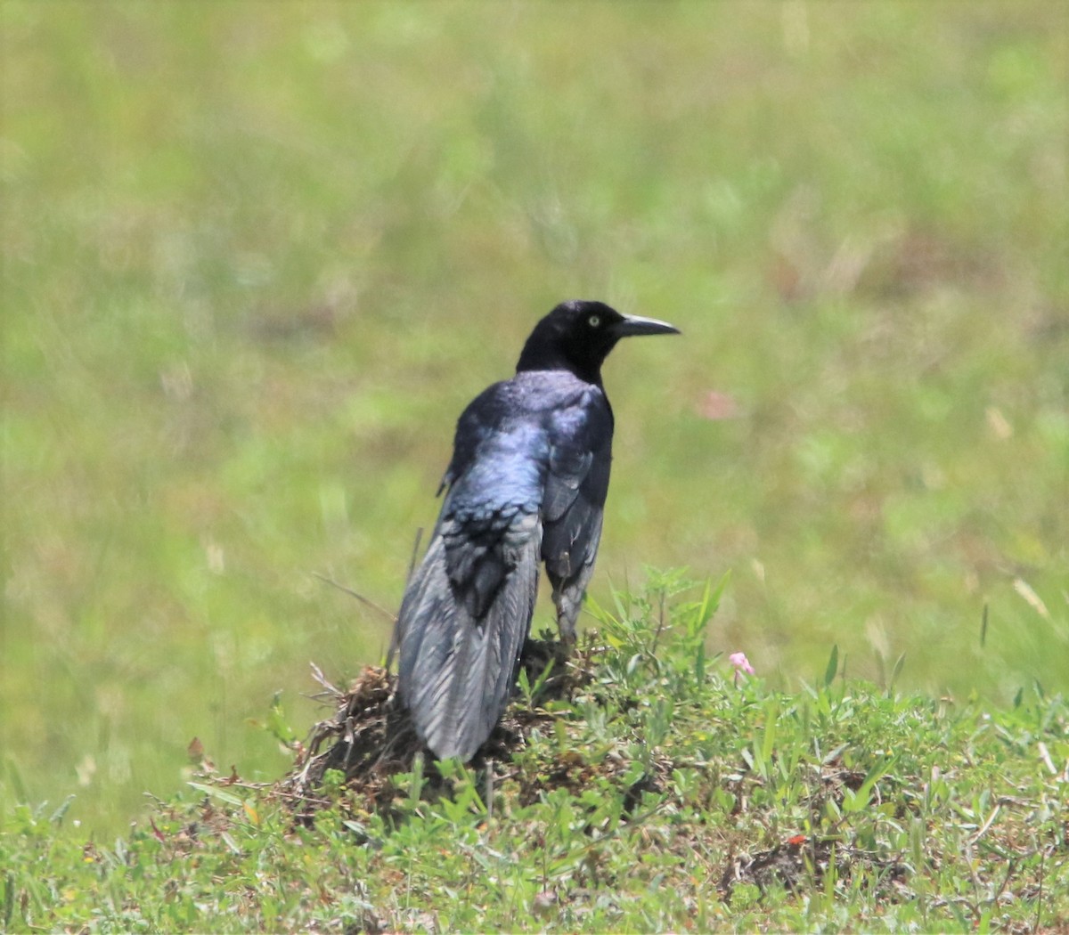 Boat-tailed Grackle - ML173783301