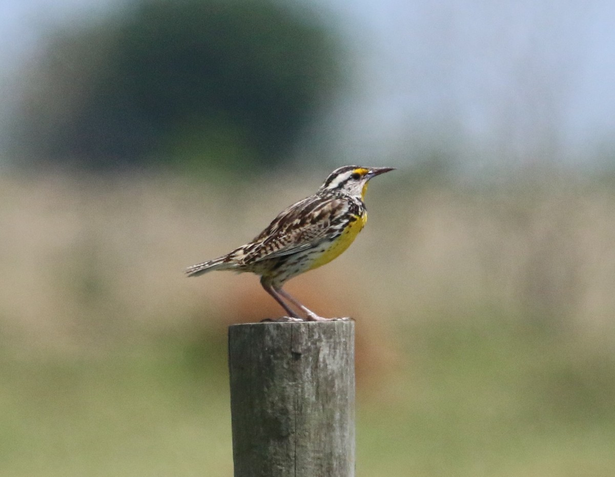 Eastern Meadowlark - ML173783321