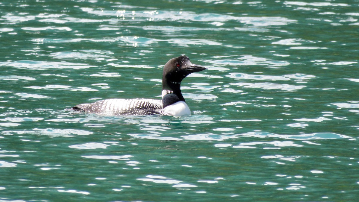 Common Loon - Tim Forrester