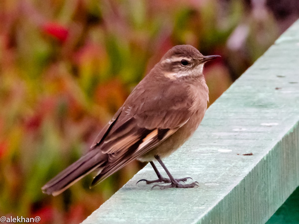 オビバネカワカマドドリ - ML173784611