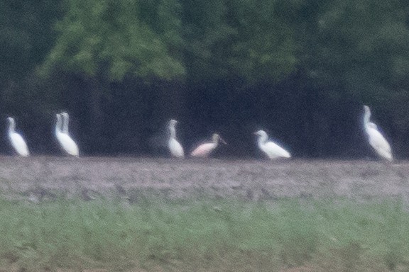 Roseate Spoonbill - ML173784671