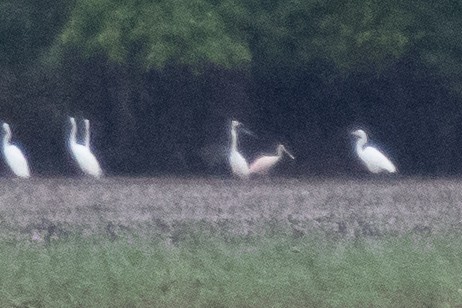 Roseate Spoonbill - ML173784691