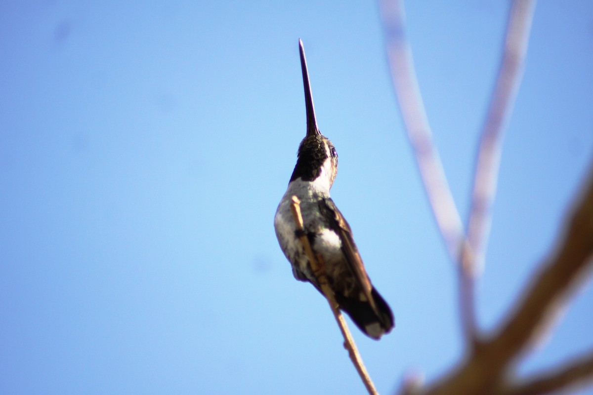 Long-billed Starthroat - ML173786251