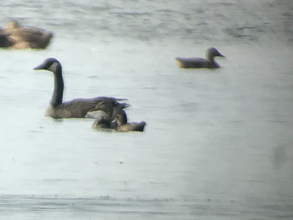 Ring-necked Duck - ML173788081