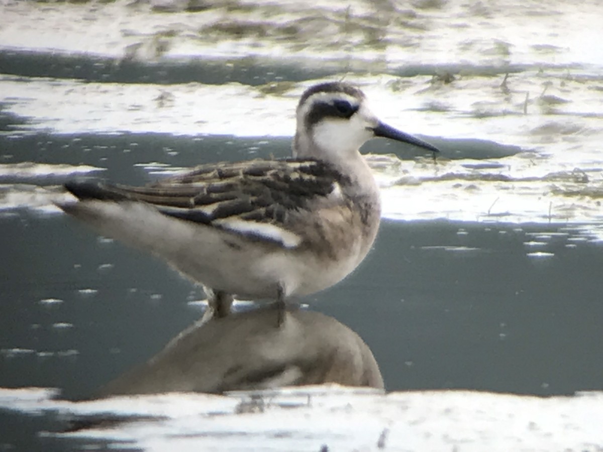 Red-necked Phalarope - Jason Horn