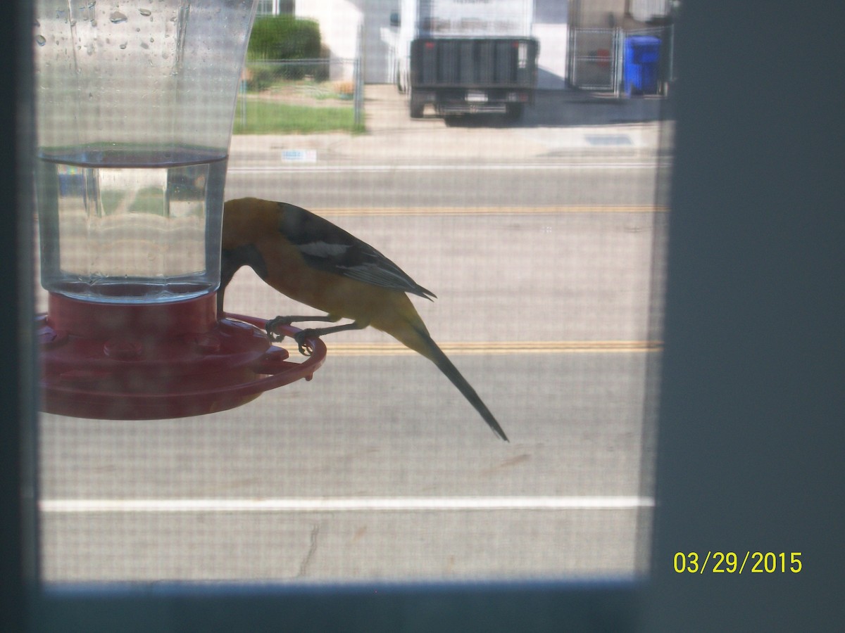 Hooded Oriole - ML173789611