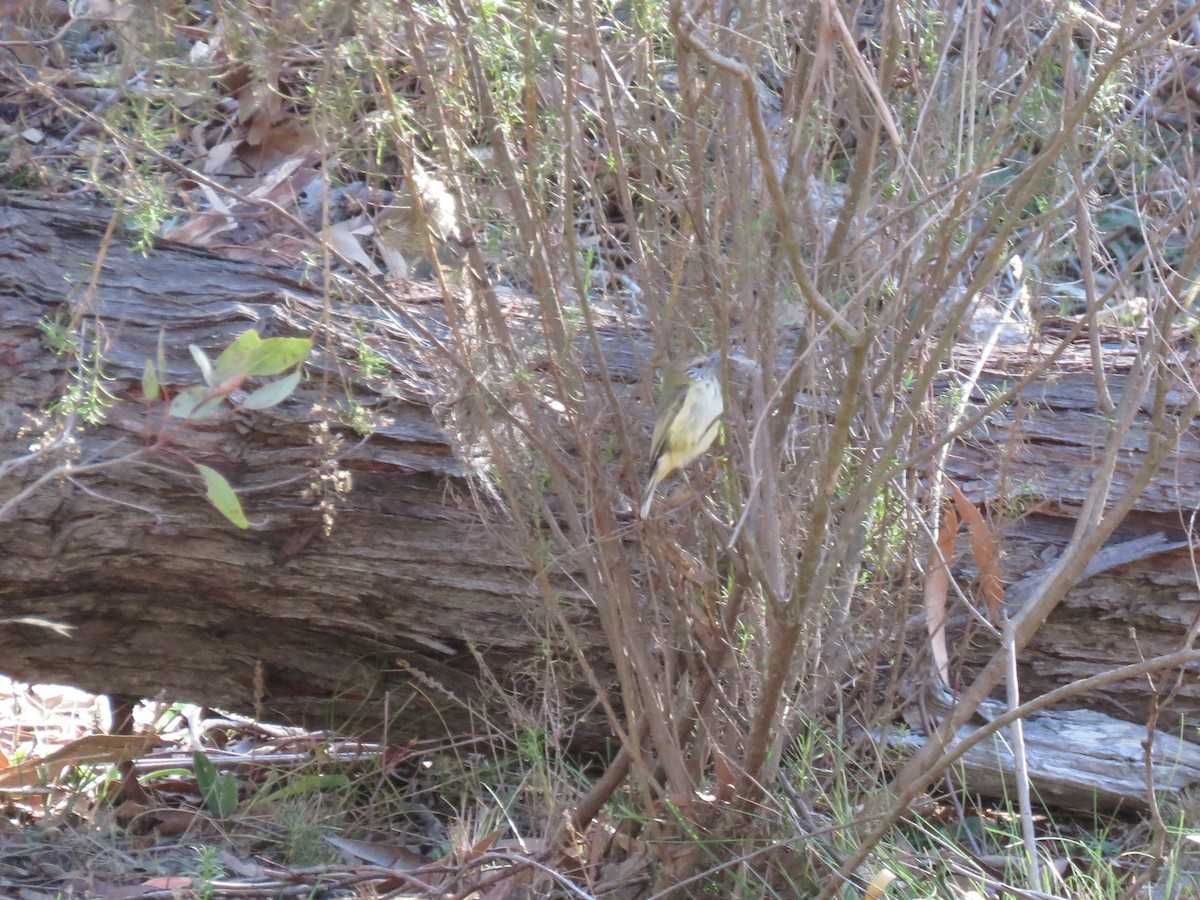 Striated Thornbill - ML173790011