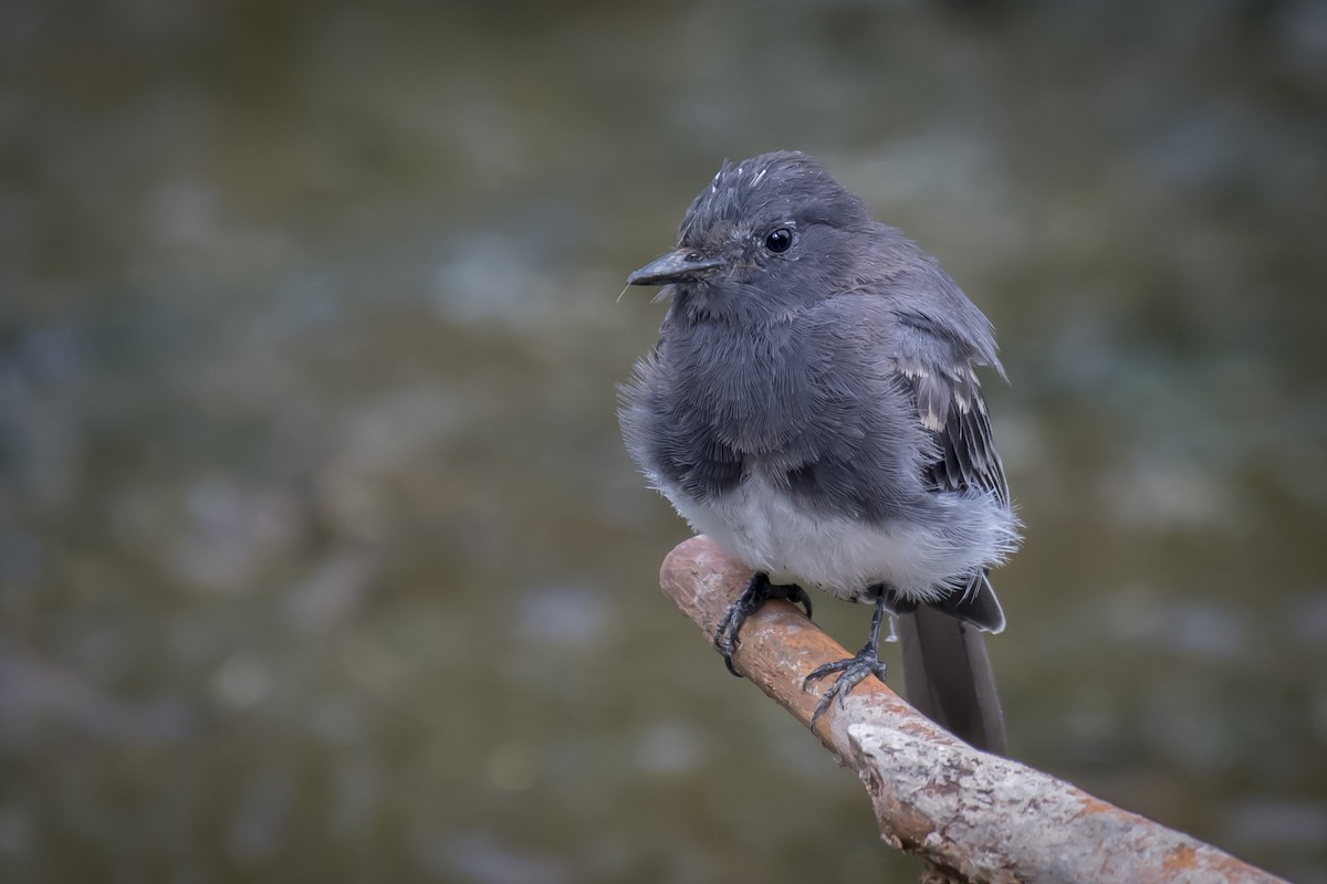 Black Phoebe - John Gordon