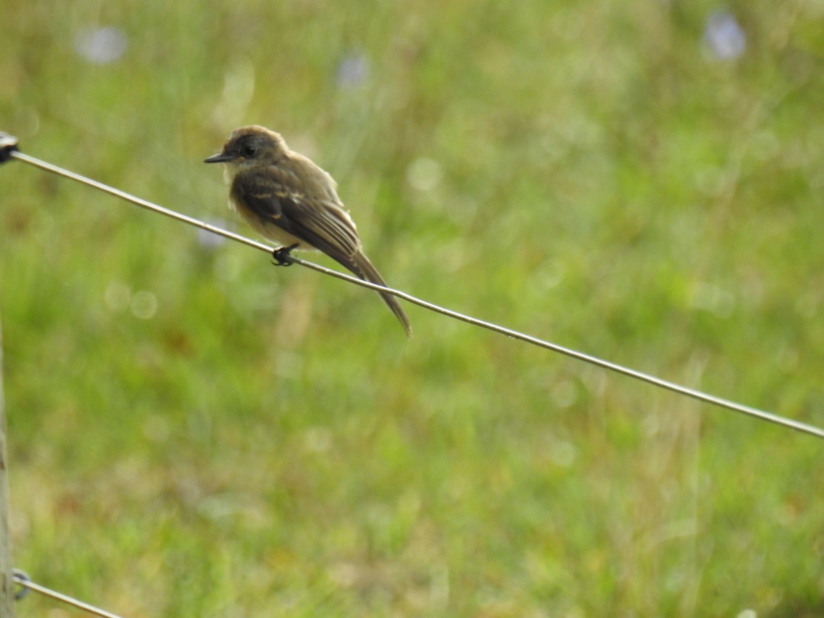 Eastern Phoebe - ML173791781