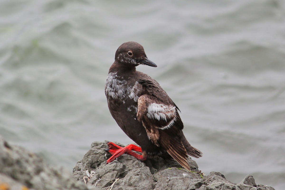 Pigeon Guillemot - I'm Birding Right Now (Teresa & Miles Tuffli)