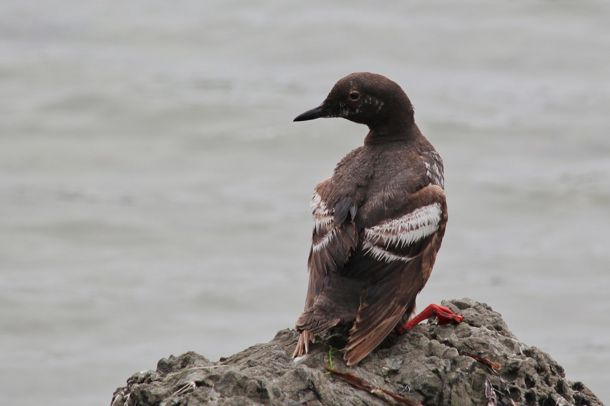 Pigeon Guillemot - ML173794431