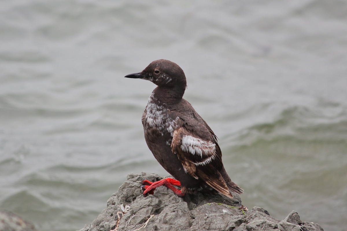 Pigeon Guillemot - ML173794441