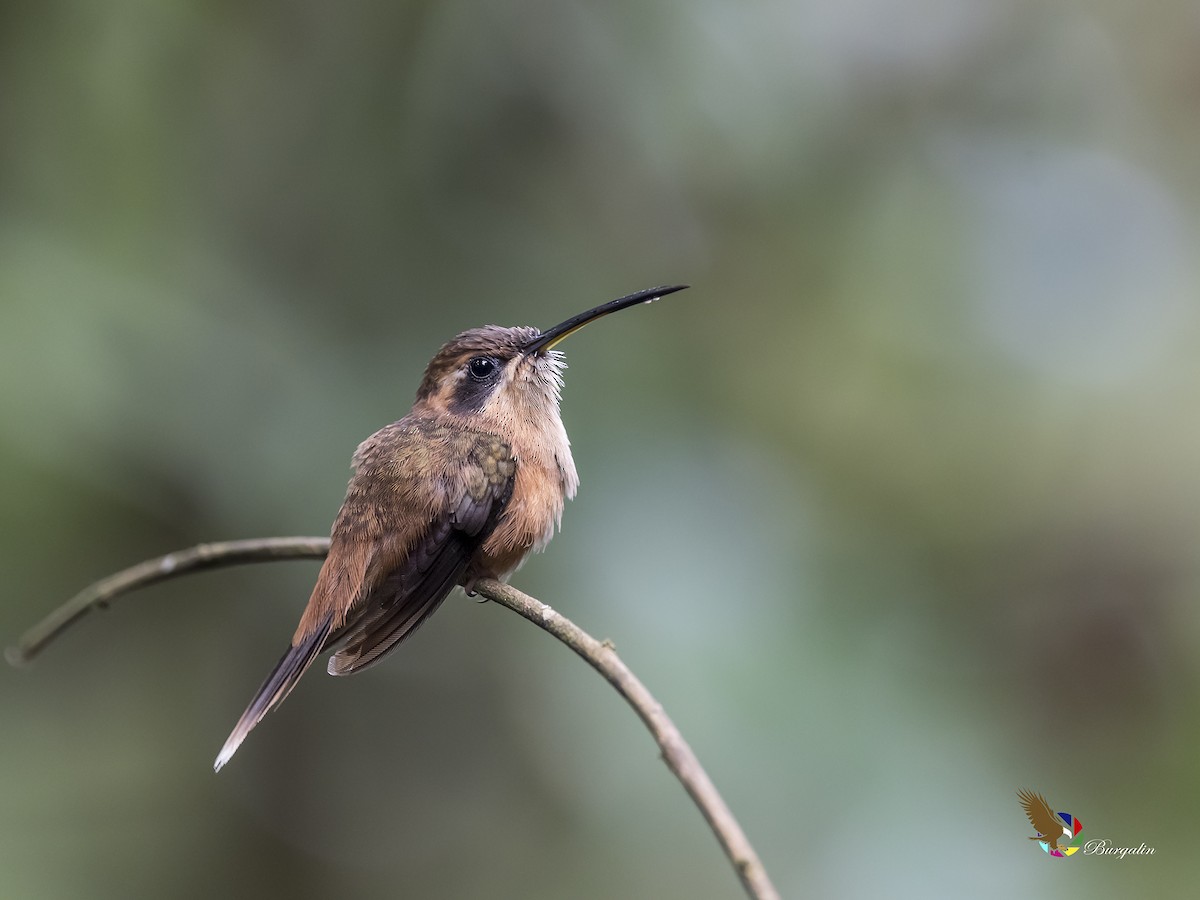 Stripe-throated Hermit - Fernando Burgalin Sequeria
