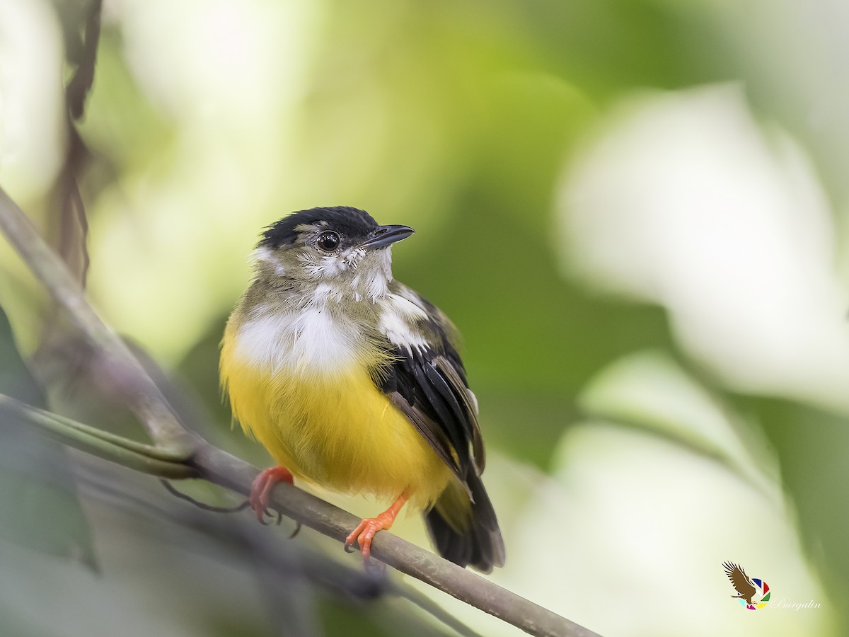 Manakin à col blanc - ML173797681