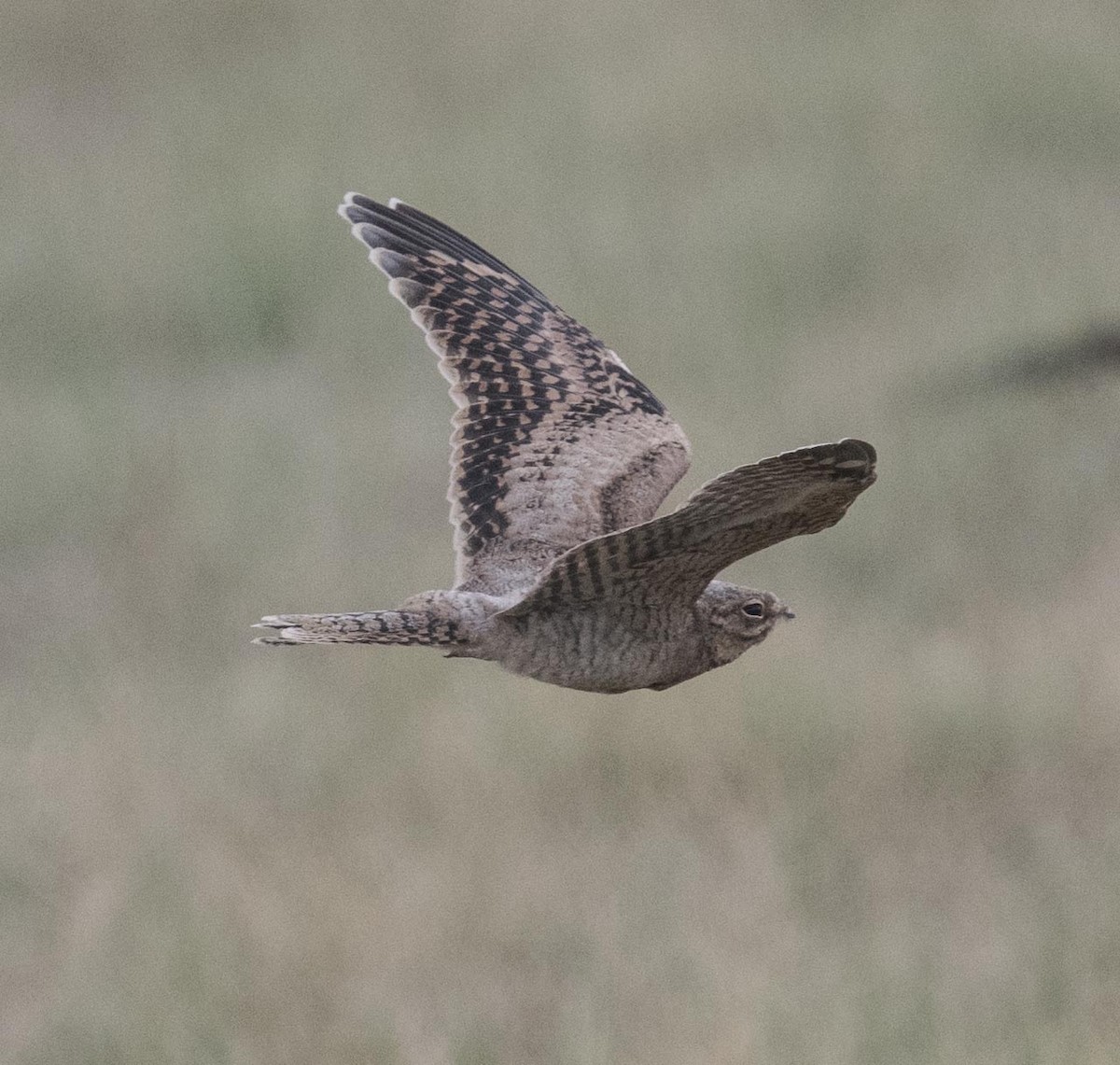 Lesser Nighthawk - Eric Kallen