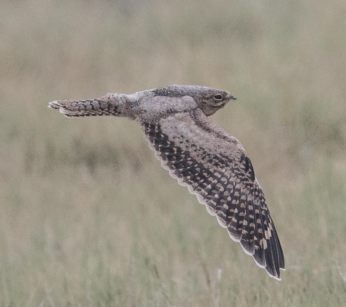 Lesser Nighthawk - ML173799291