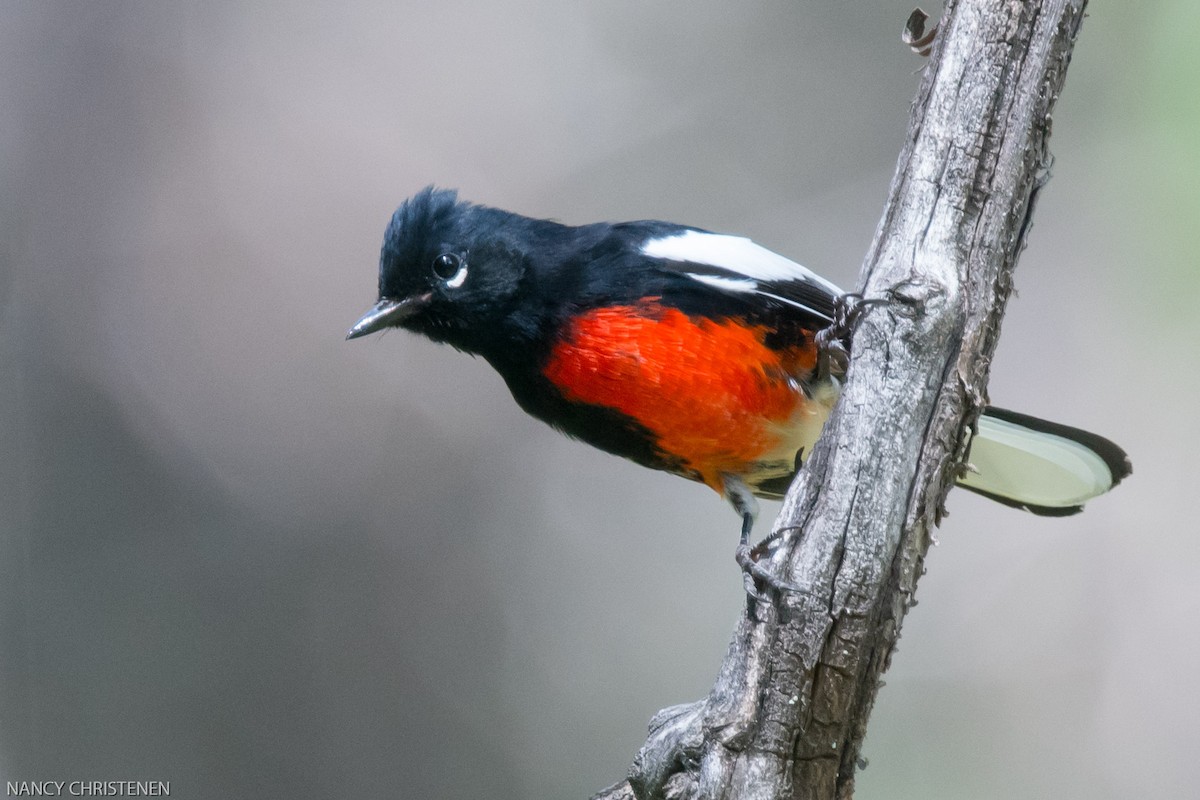 Painted Redstart - ML173800201