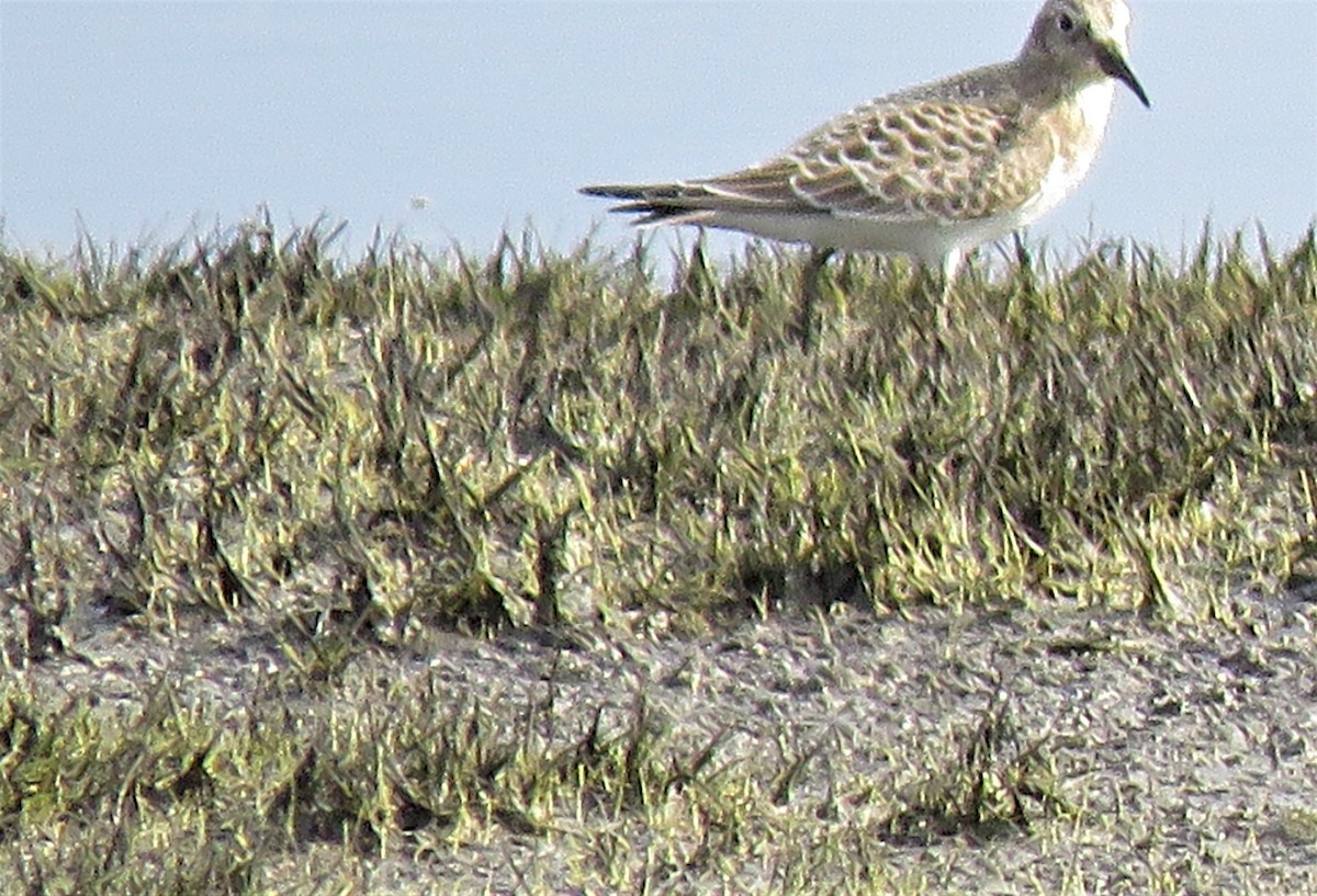 Baird's Sandpiper - Sharon Lynn