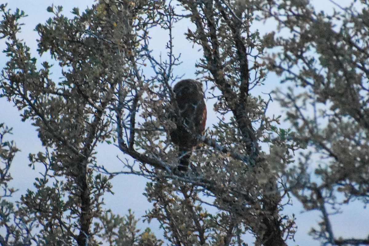 Northern Pygmy-Owl - ML173803381